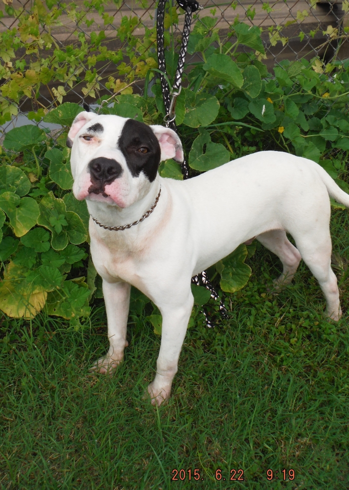 Reggie the American Bulldog mix is hoping to be reunited with his family.