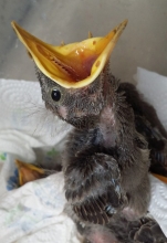 Baby Starling rescued by Gulf Coast Wildlife Rescue