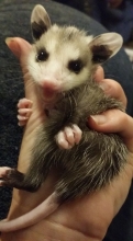 Baby opossum being rehabbed by Jessica Coleman in Edna.